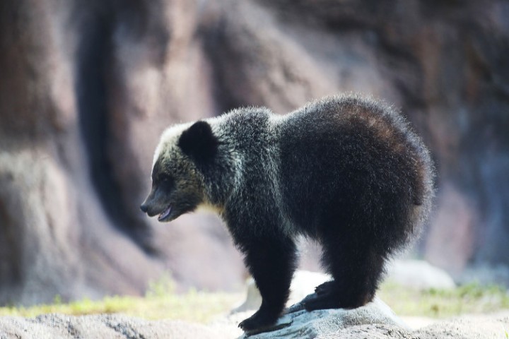 Donald Trump autorise la chasse aux loups et aux ours jusque dans leur tanière en Alaska.